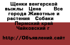 Щенки венгерской выжлы › Цена ­ 1 - Все города Животные и растения » Собаки   . Пермский край,Чайковский г.